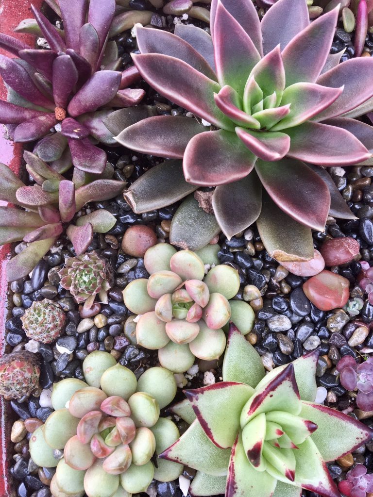 button to buy succulents