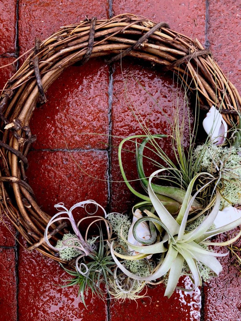 button to buy tillandsias or airplants